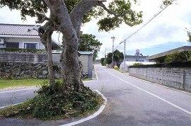 平敷（国道添いのガジマル）の写真