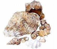 貝殻の写真
